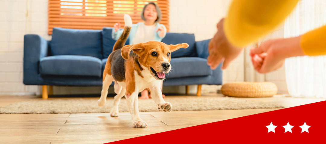 dog running on new floors in living room
