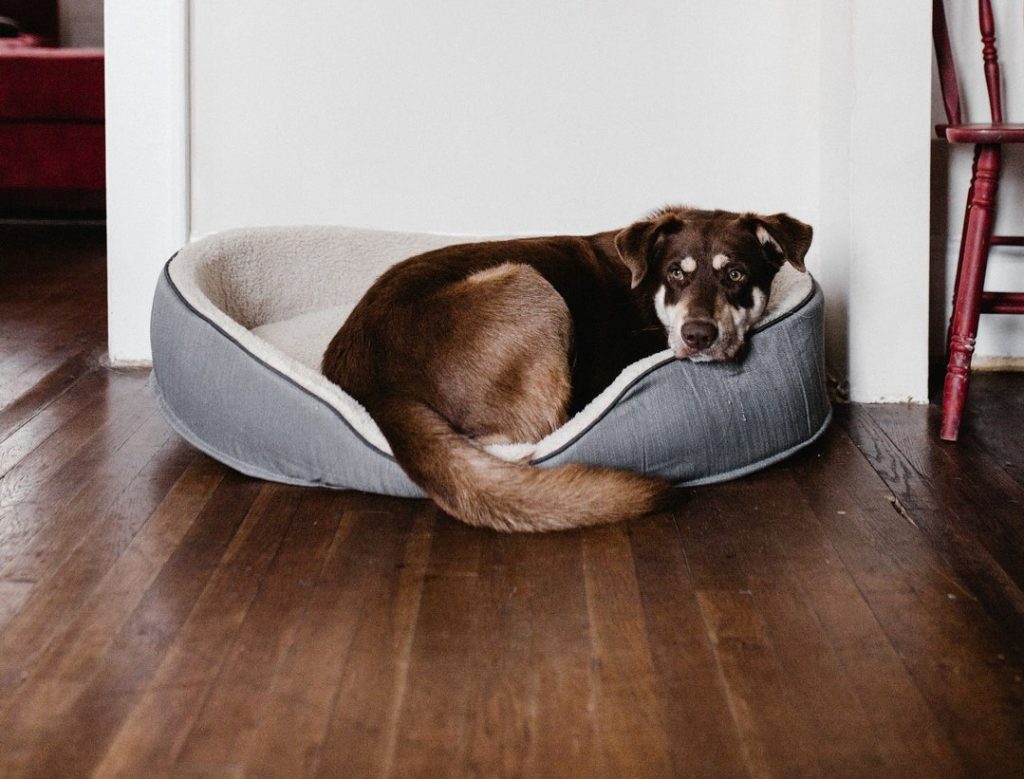 dog on hardwood floor