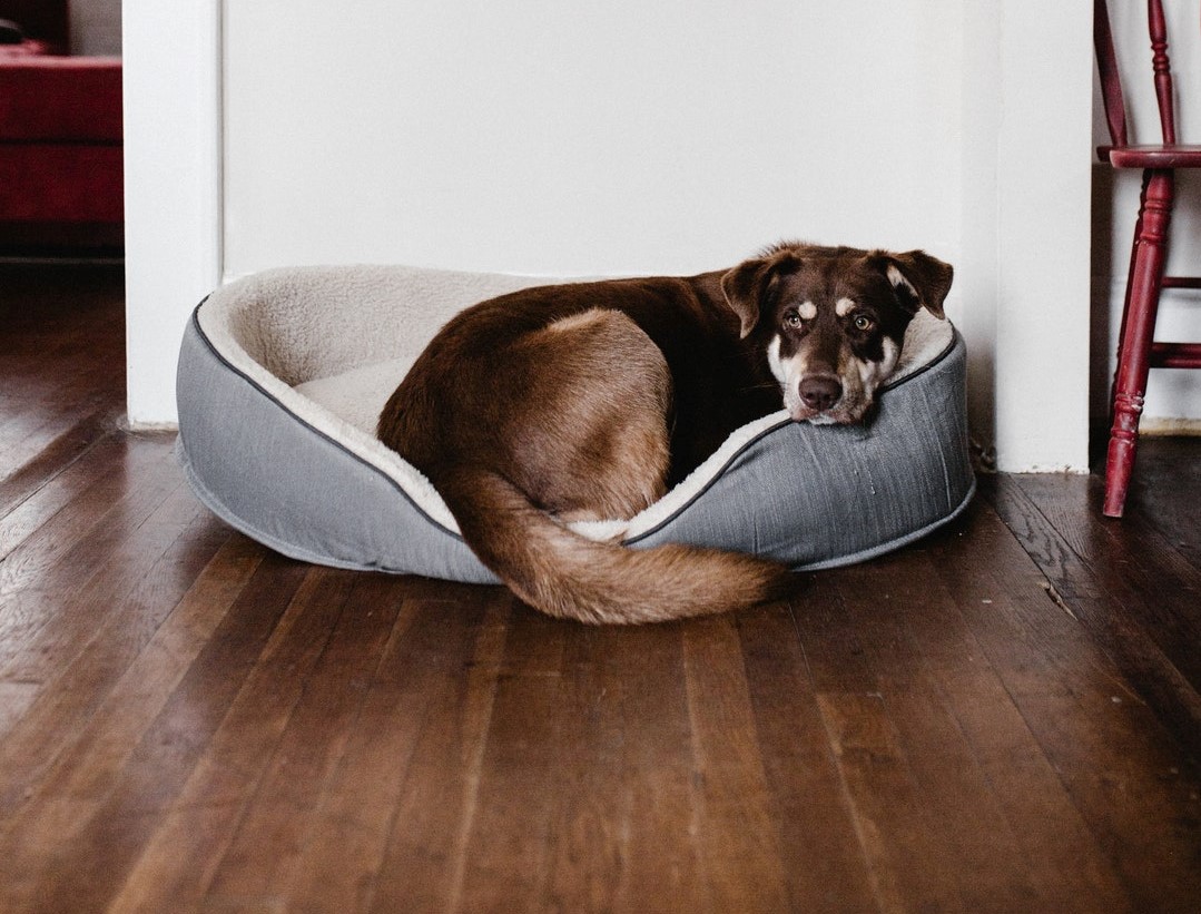 do dog paws scratch wood floors