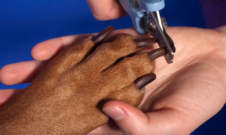 clipping dogs nails