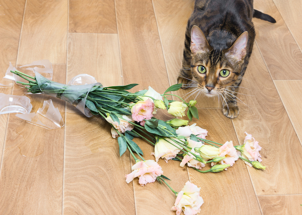 Cat breed toyger dropped and broken glass vase of flowers.