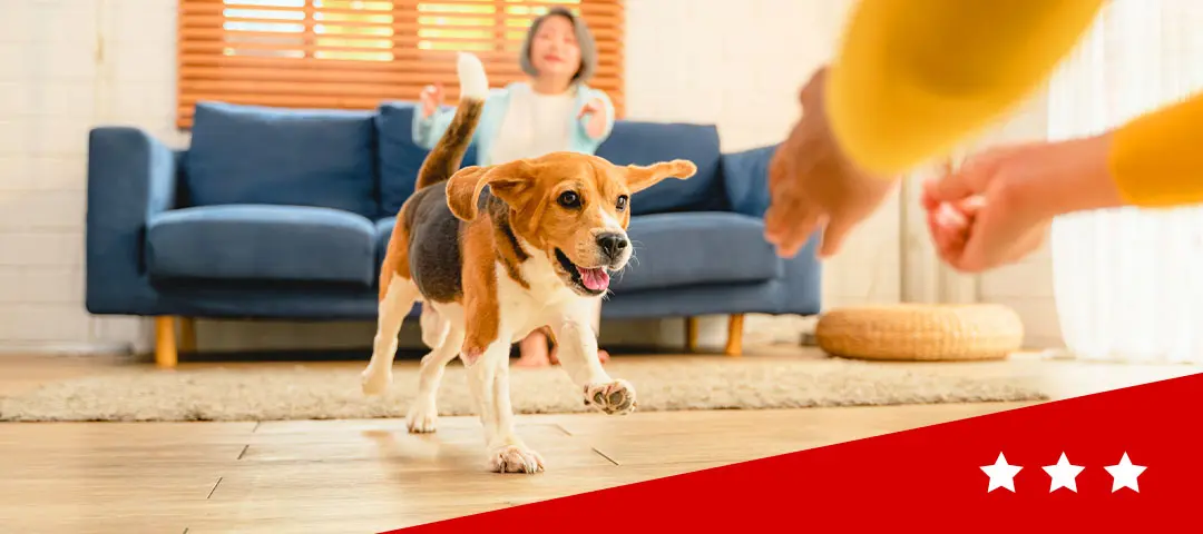 dog running on hardwood flooring